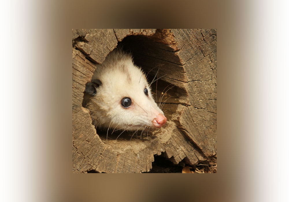 What's the Difference Between "Possum" and "Opossum"? - Everything
